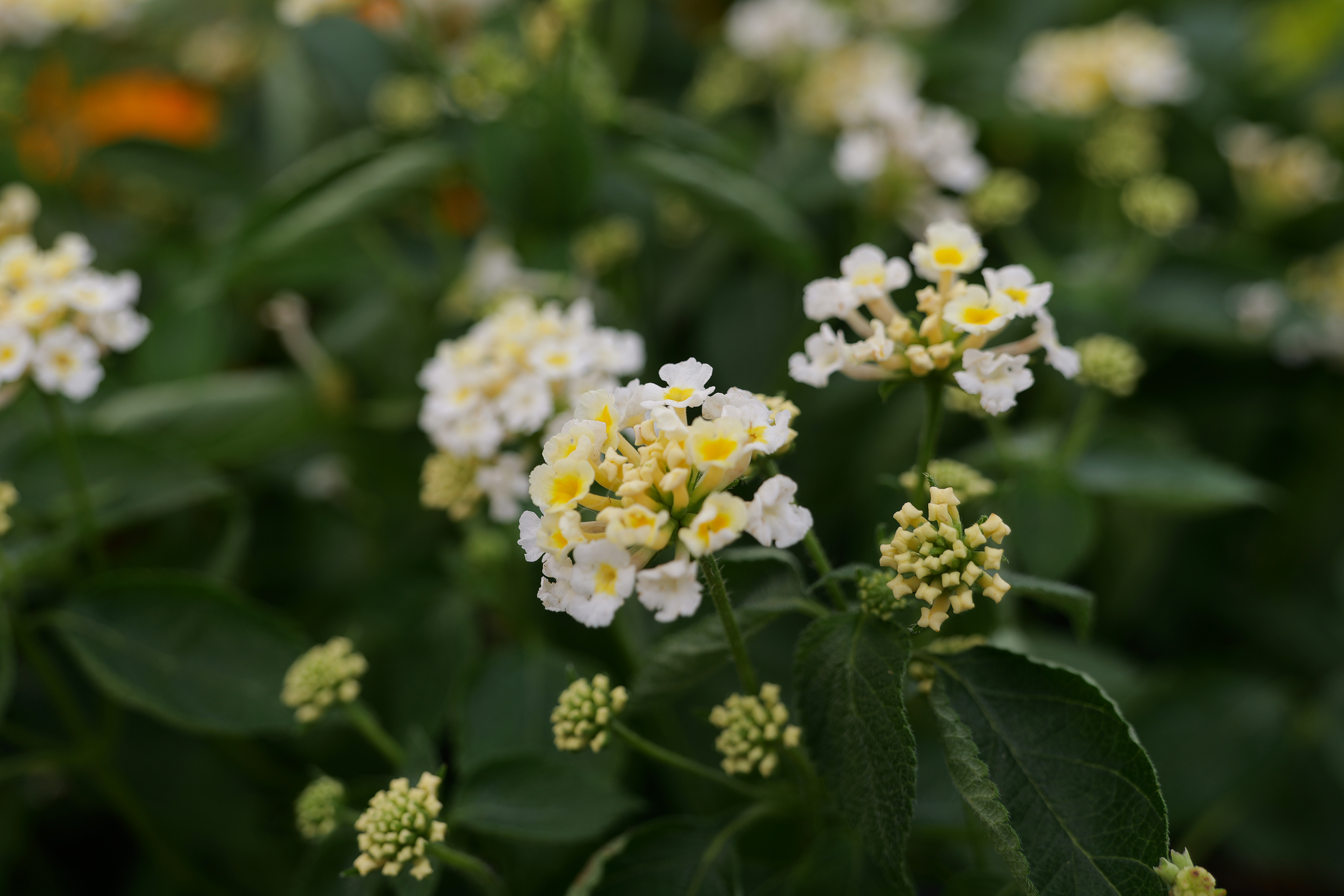 Plant with green leaves and yellow and white flowers